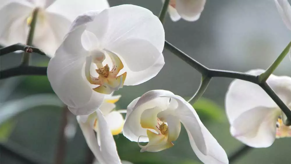 wedding flowers: orchids