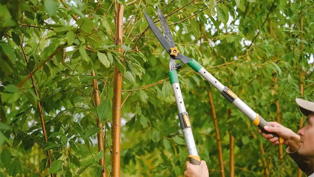 Benefits of Regular Tree Pruning