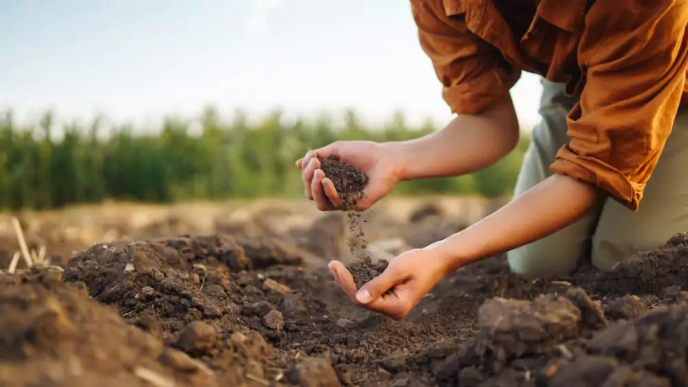 Soil Health and Root Care