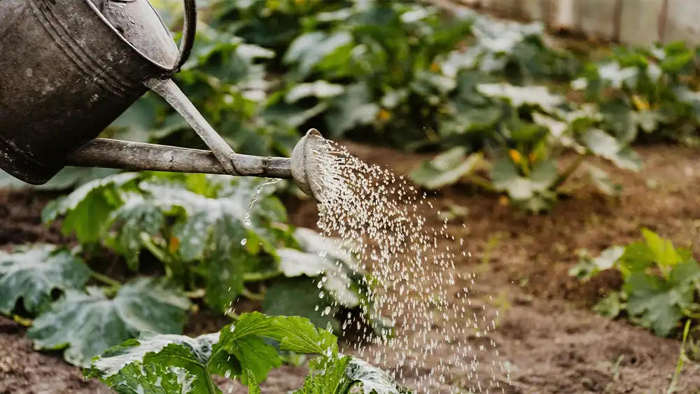 Watering Can