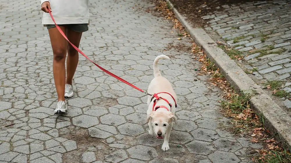 Pet-Friendly Facilities