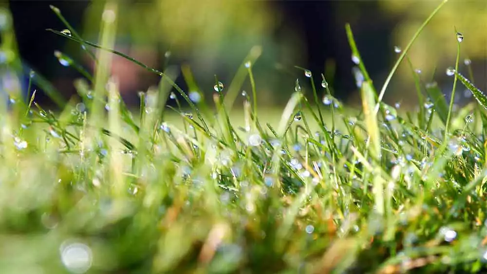 Tips for a Perfectly Manicured Lawn