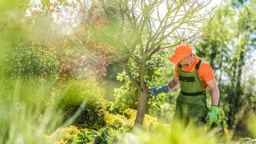 Professional Tree Care Tips