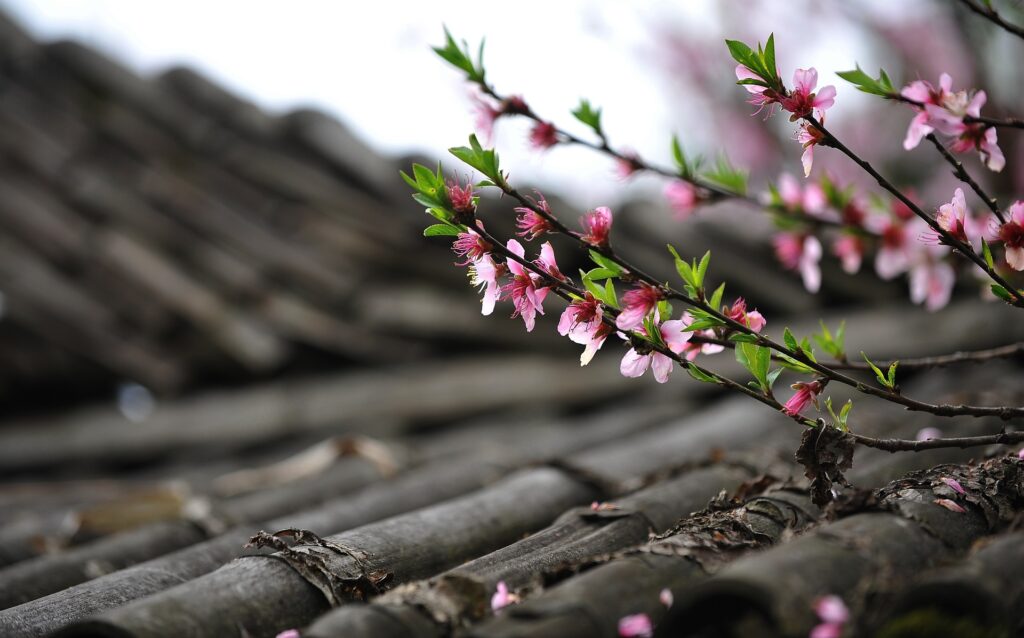 Understanding Roof Inspection and Maintenance