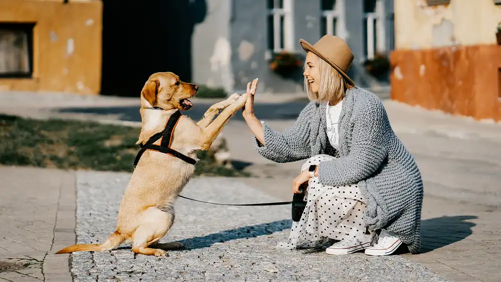 Start a Doggy Daycare