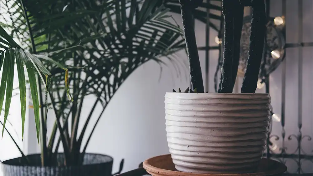 Best low maintenance indoor plants