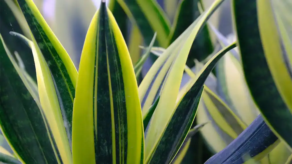 Best low maintenance indoor plants- Snake Plant