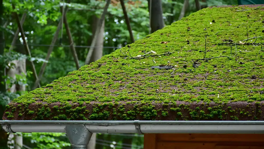 Watch for Algae or Moss Growth